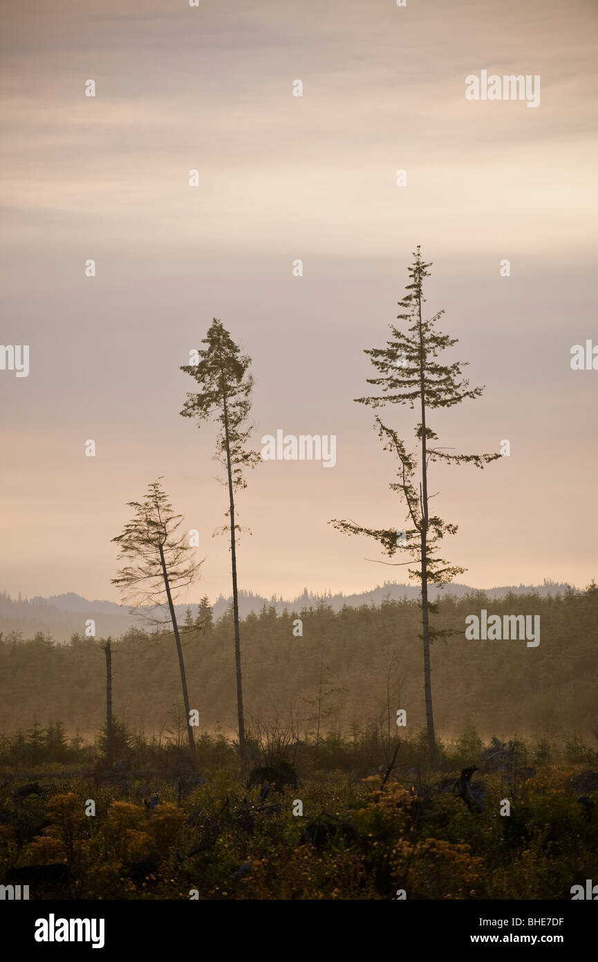 Trees remain from clear cut forest, Washington, USA Stock Photo