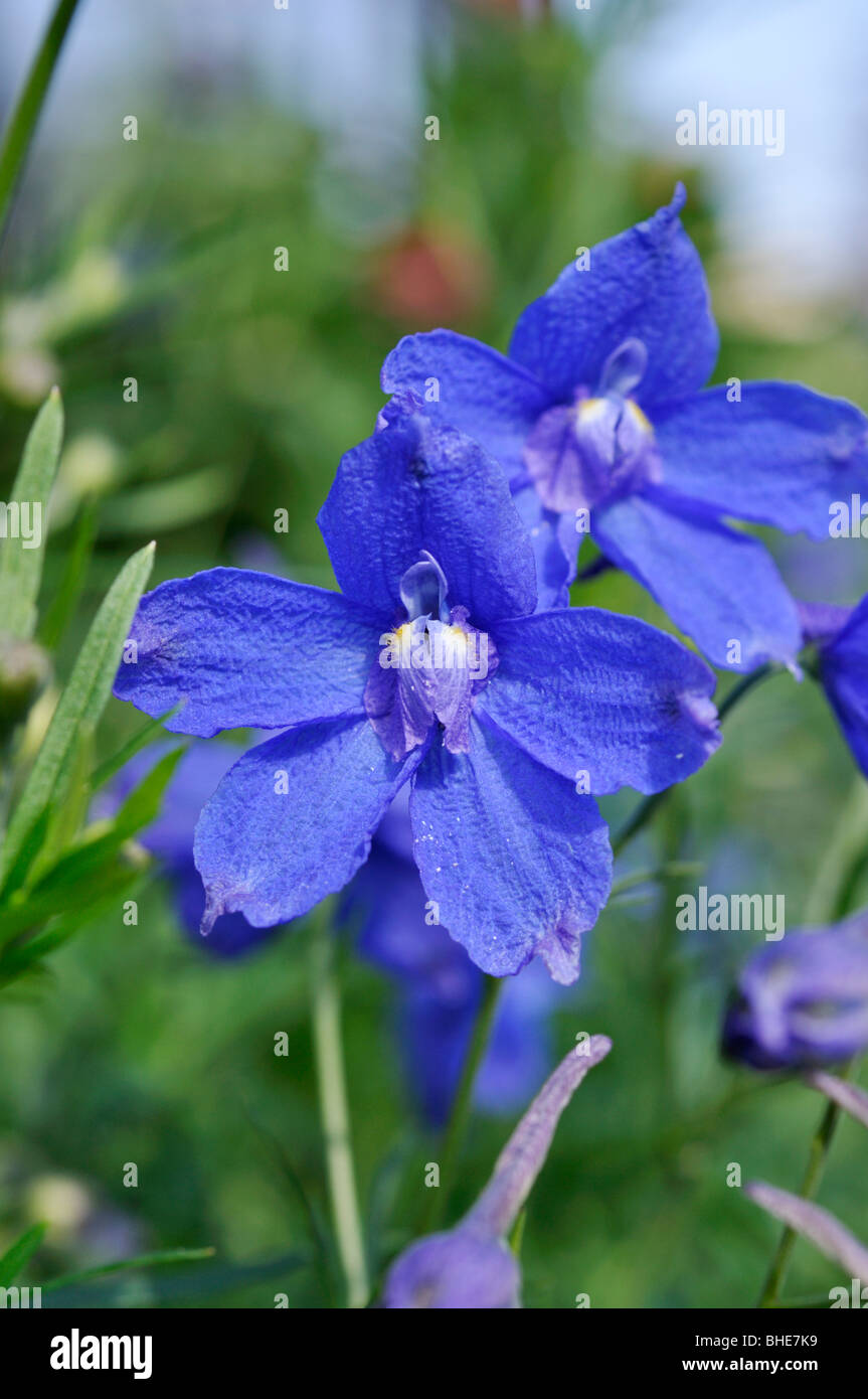 Larkspur (Delphinium x cultorum 'Blue Springs') Stock Photo