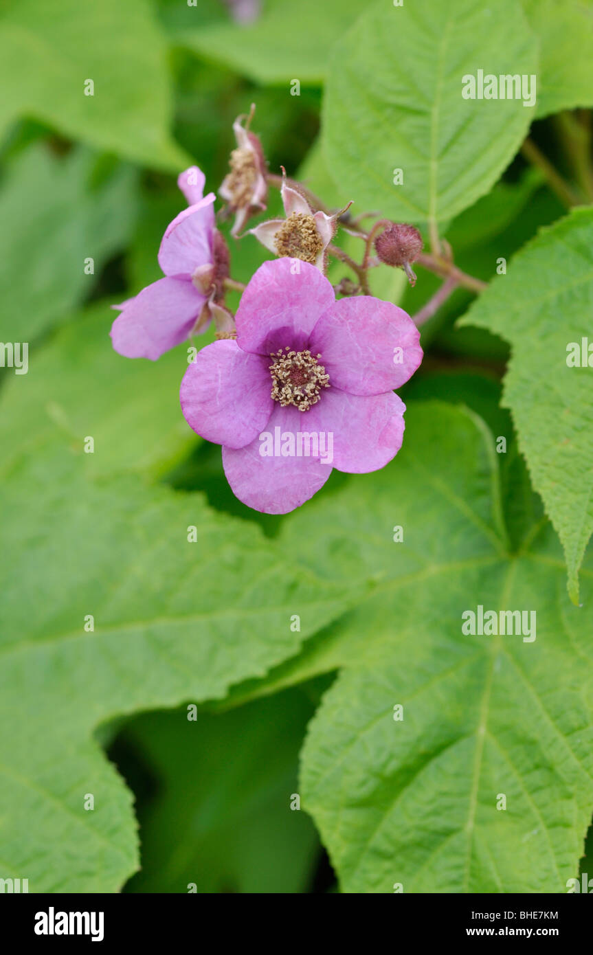 Flowering raspberry (Rubus odoratus) Stock Photo