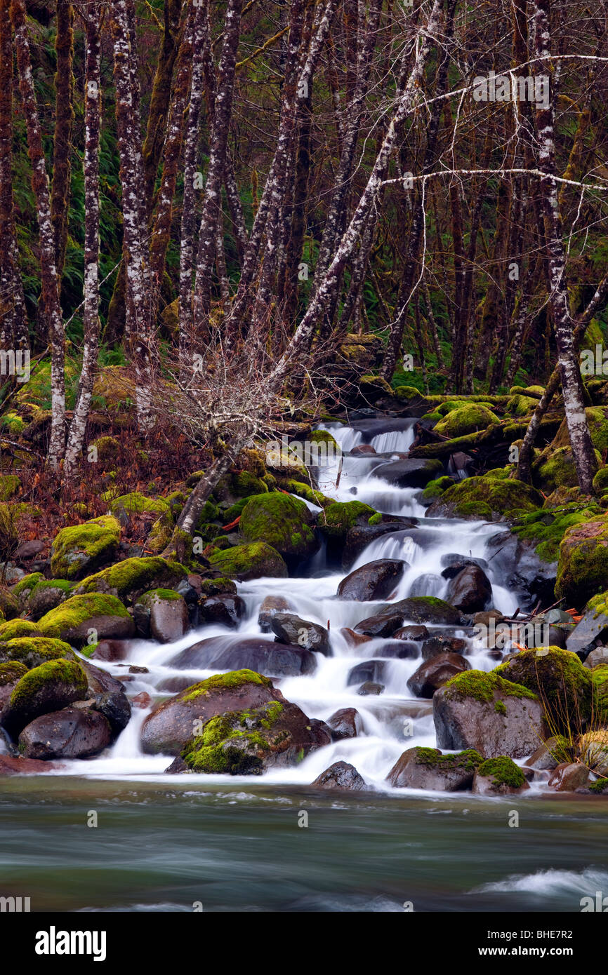 A small tributary cascades into Oregon's Quartz Creek as it rushes
