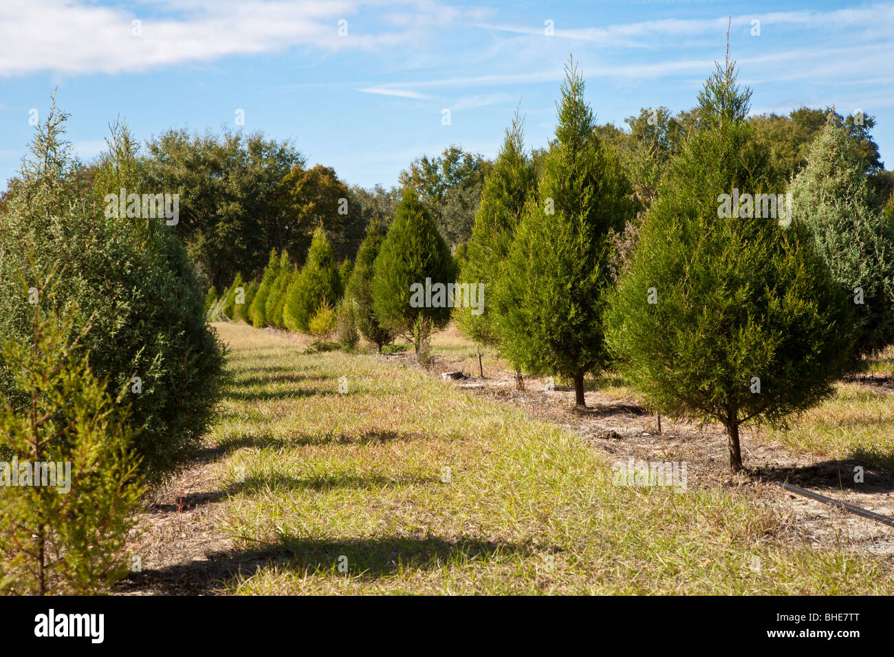Fir types hires stock photography and images Alamy