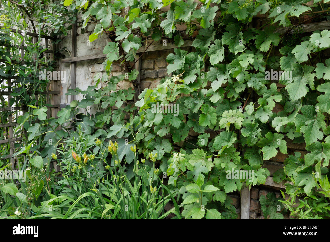 Grape vine (Vitis vinifera) in a backyard garden. Design: Jutta Wahren Stock Photo