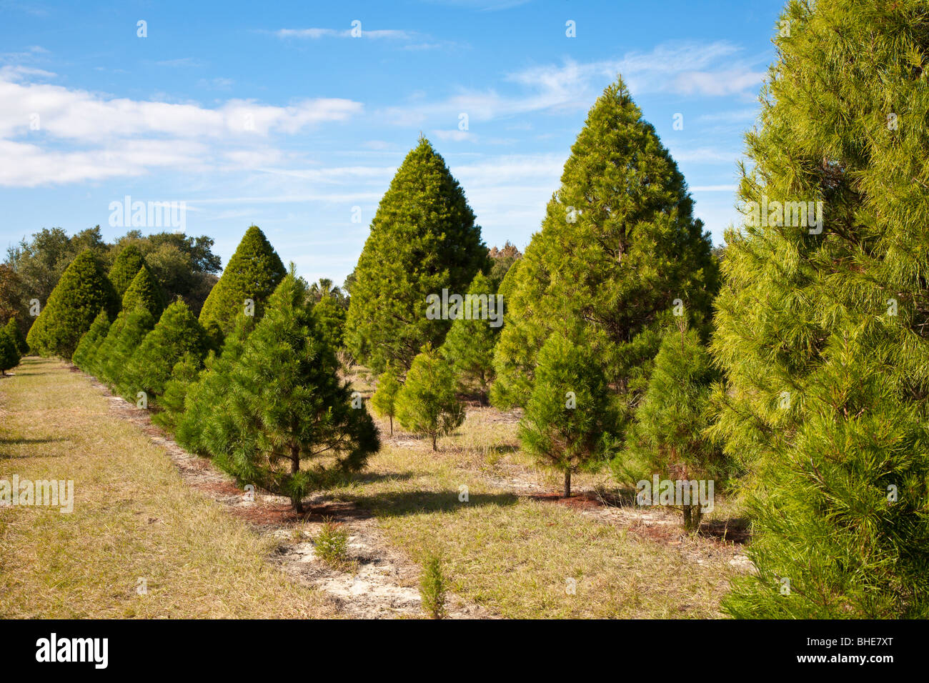 Types of pine trees hires stock photography and images Alamy