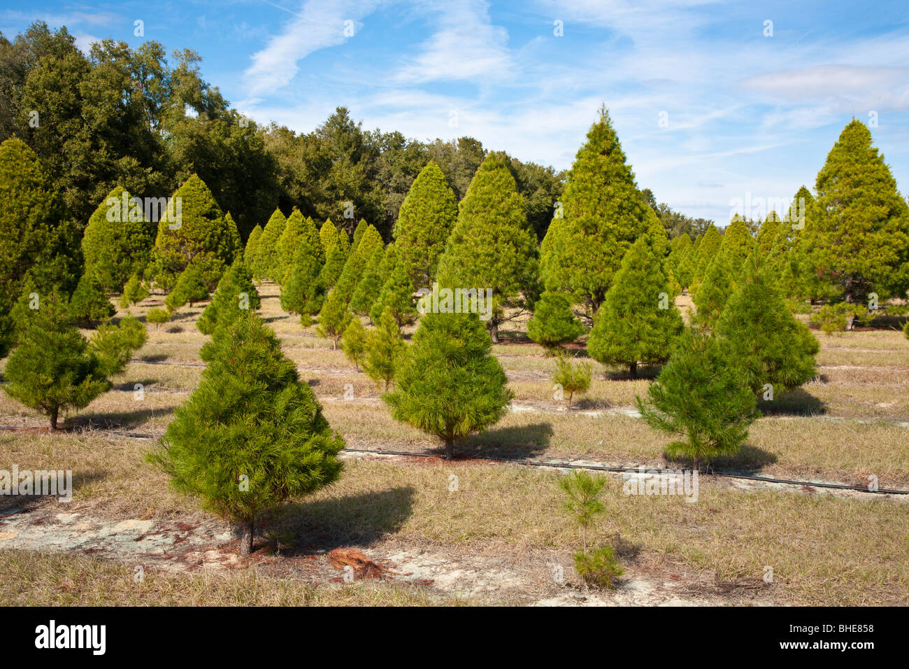 Eustis, FL Nov 2008 Rows of various types of live trees growing at