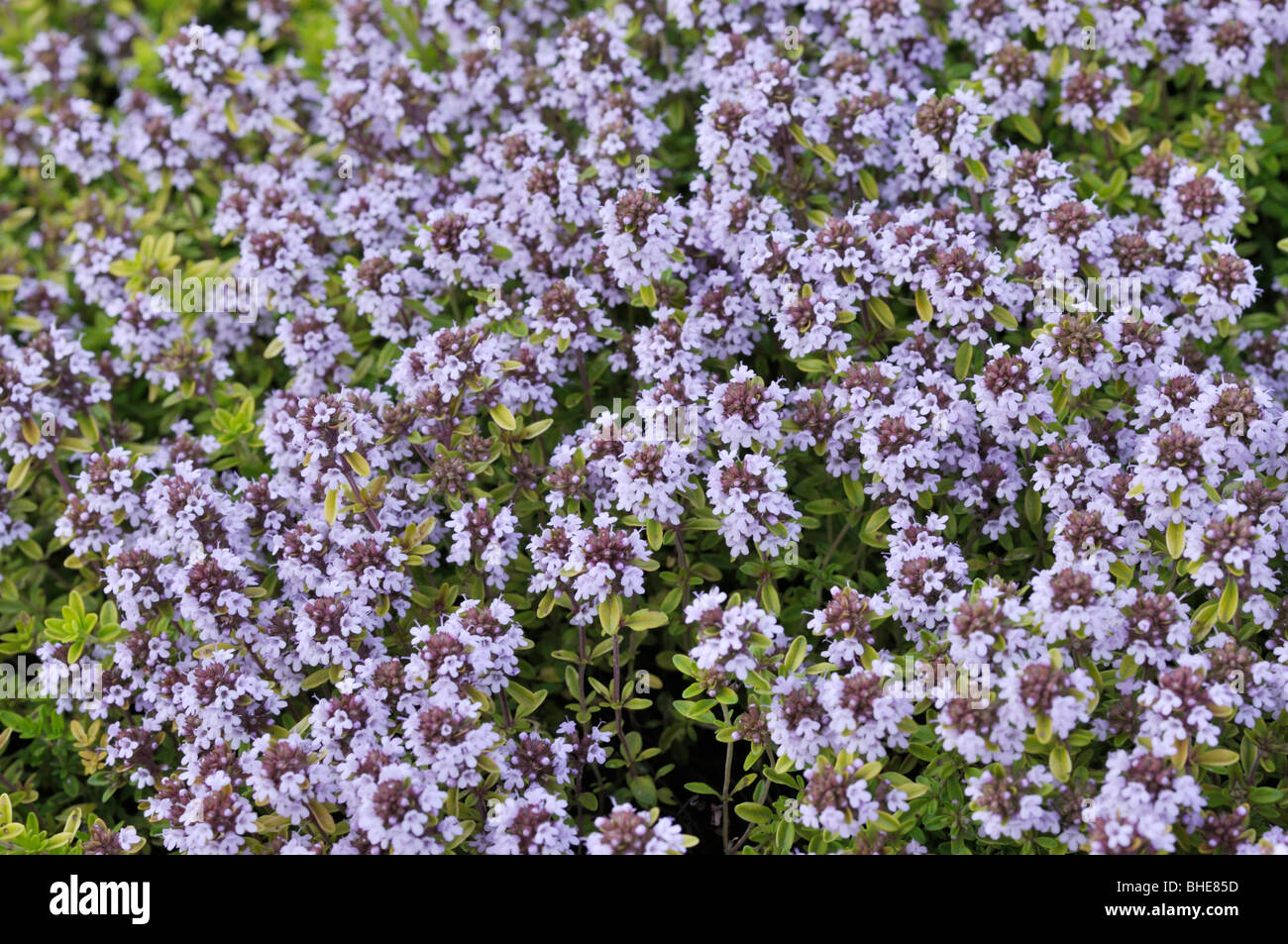 Thyme (Thymus x citriodorus 'Aureus') Stock Photo