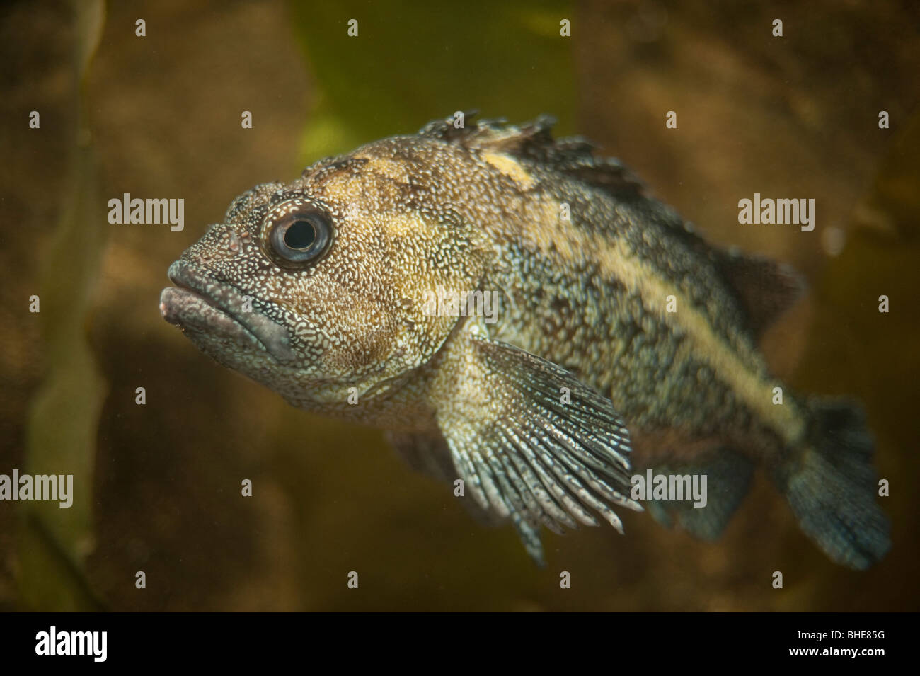 Rock greenling, Hexagrammos lagocephalus, shallow water fish Stock Photo