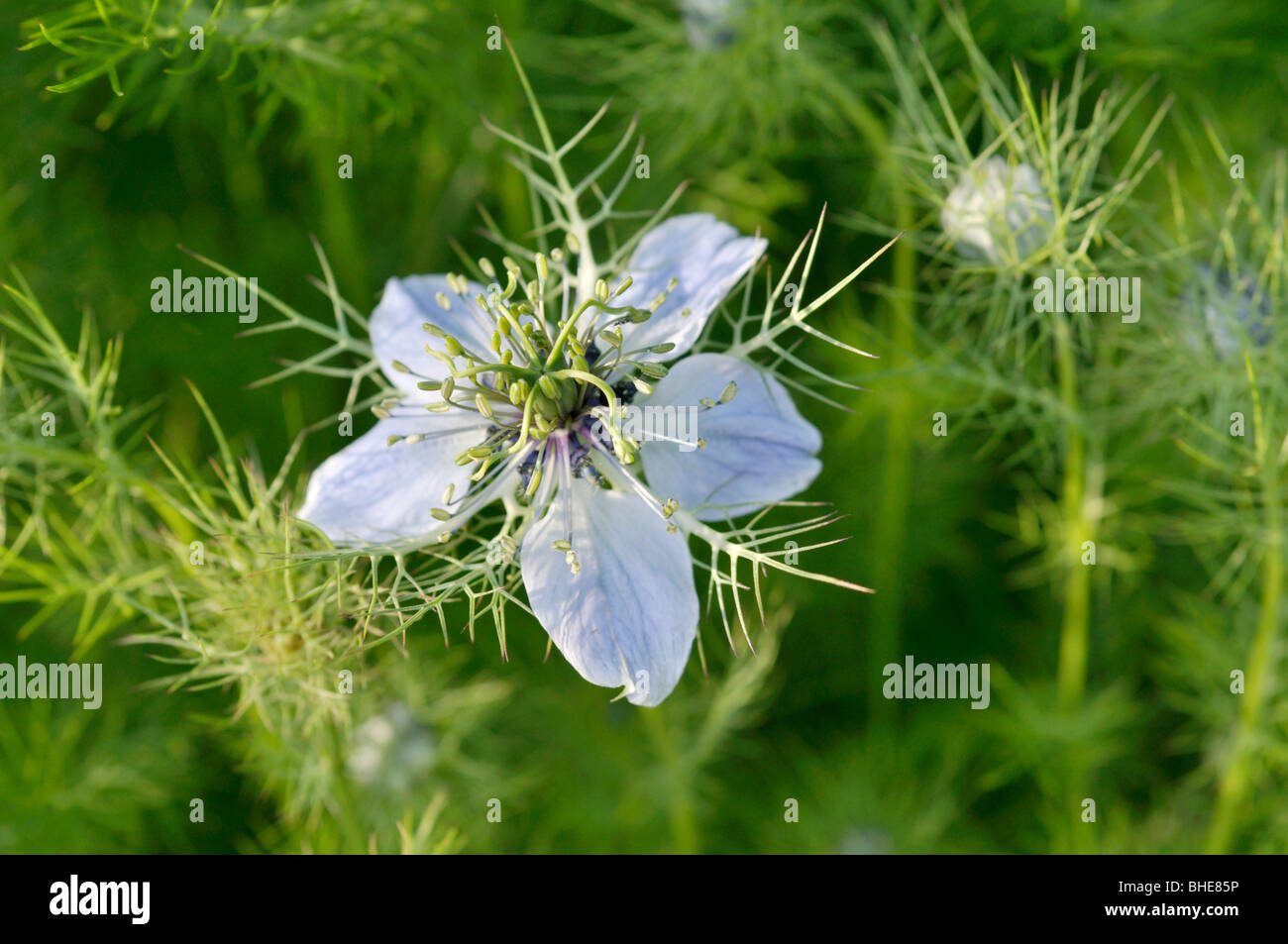 Love-in-a-mist (Nigella damascena) Stock Photo