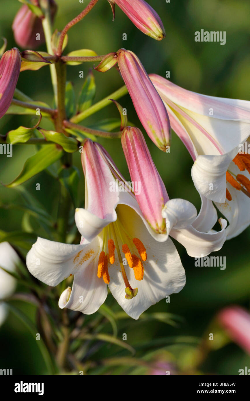 Regal lily (Lilium regale Stock Photo Alamy