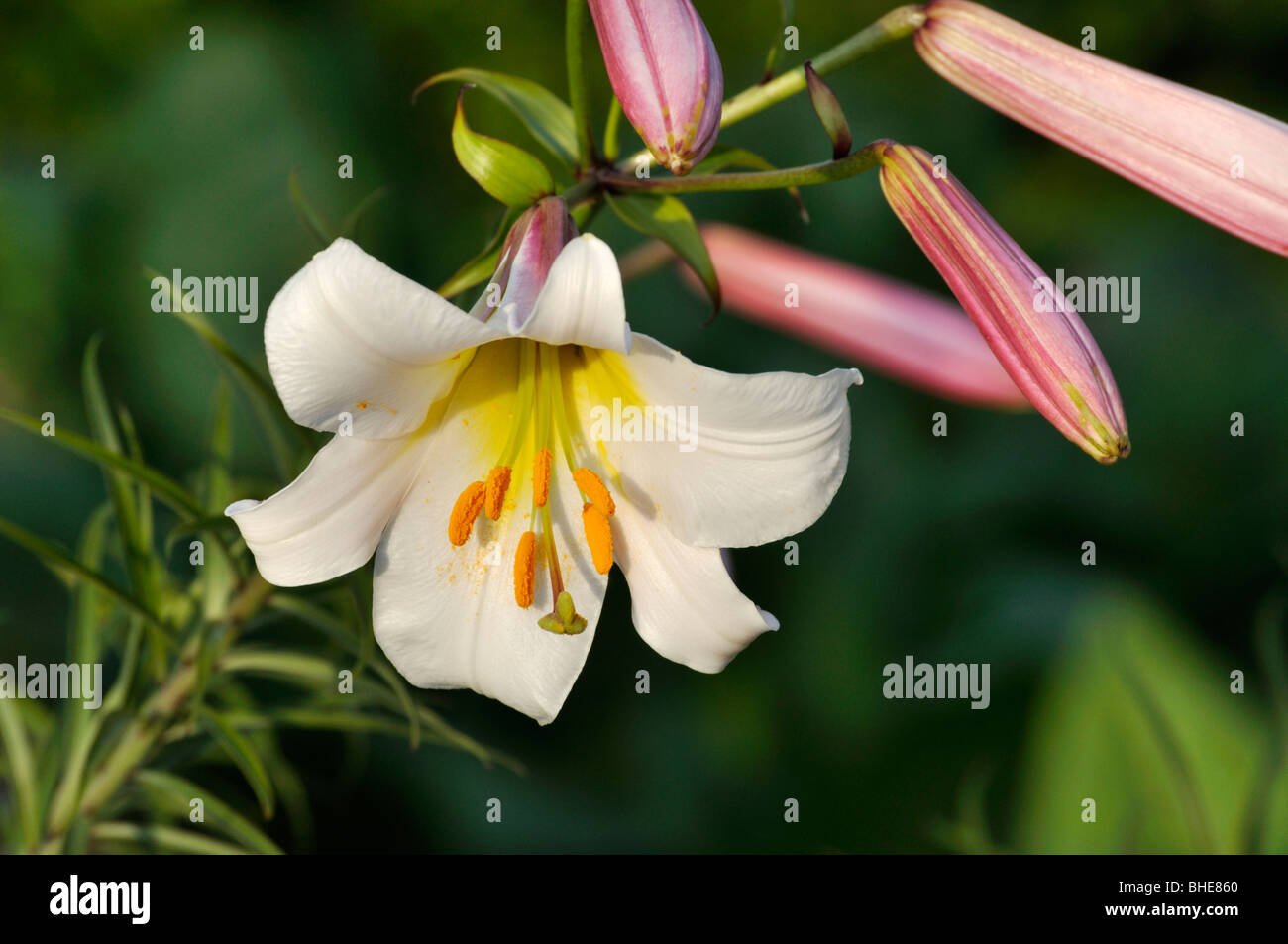 Regal lily (Lilium regale Stock Photo - Alamy