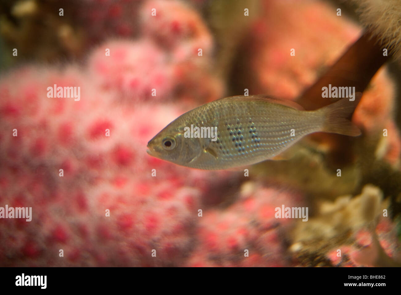 Shiner surf perch fish, cymatogaster aggregata Stock Photo