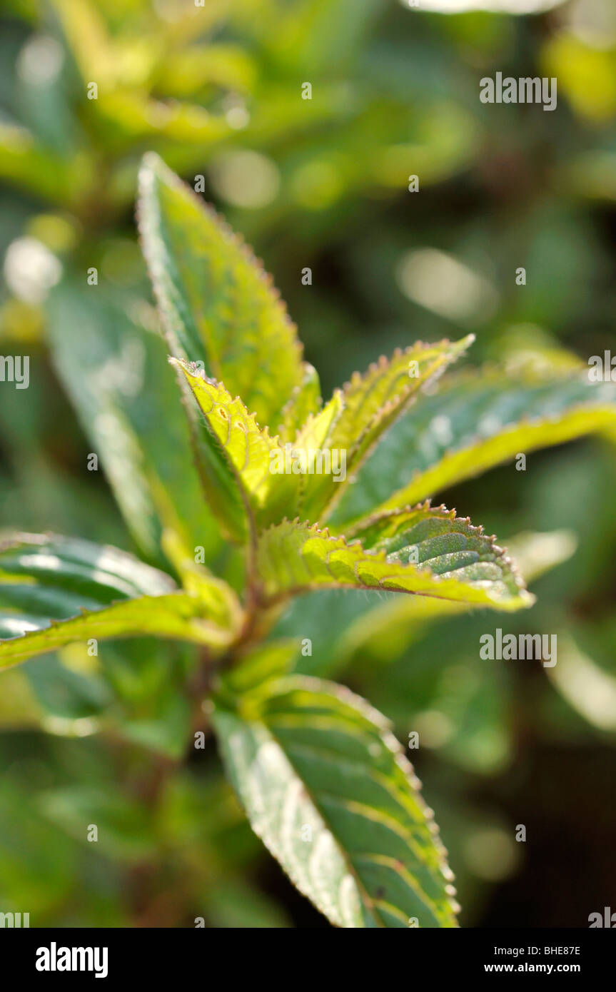 Mentha piperita mitcham peppermint hi-res stock photography and images ...