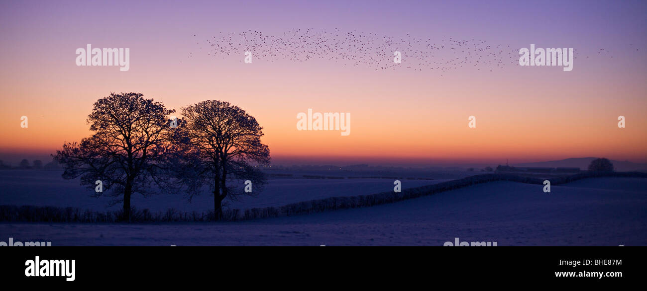Starlings flying at sunset at Gretna Green, Scotland Stock Photo