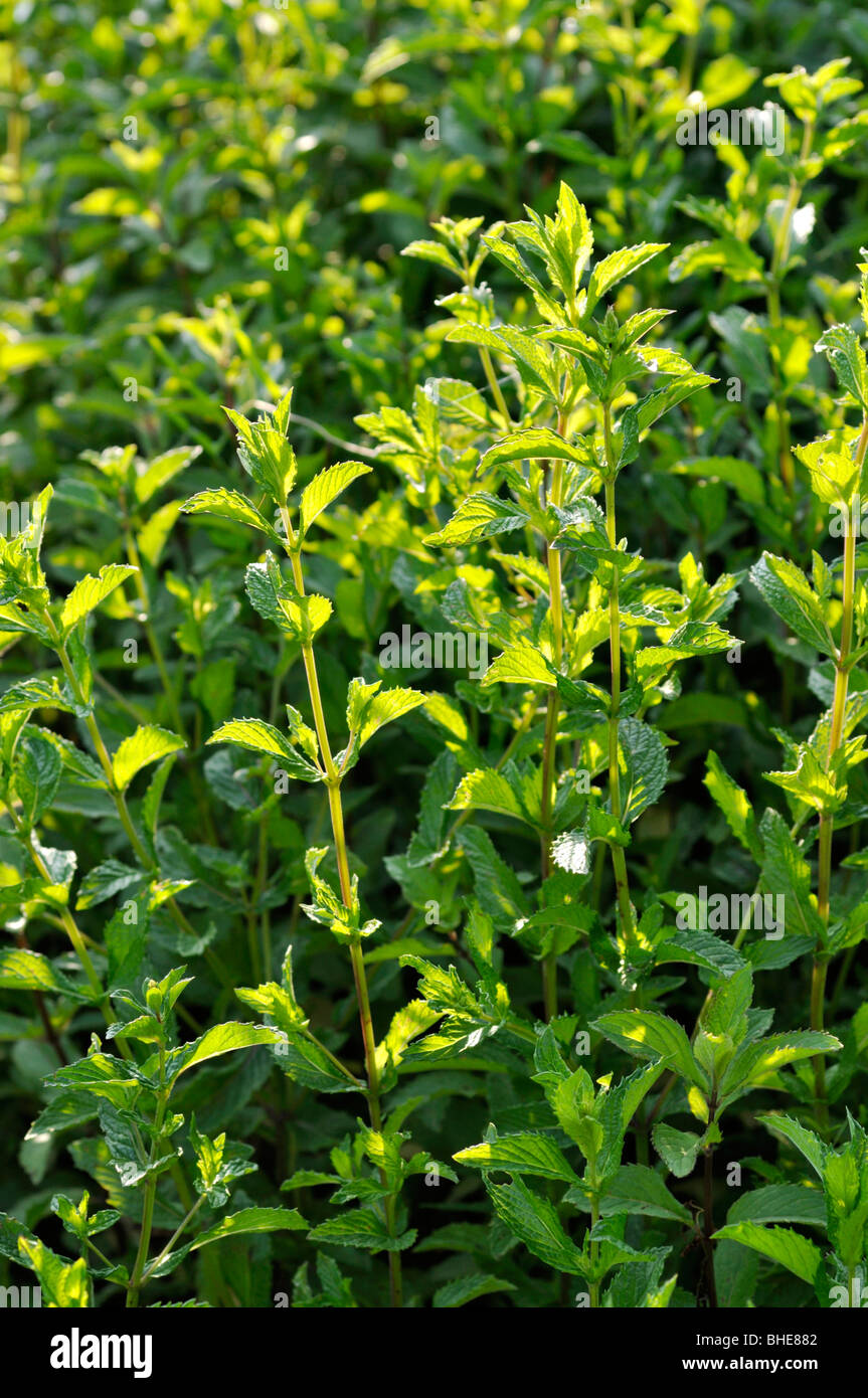 Peppermint (Mentha x piperita) Stock Photo