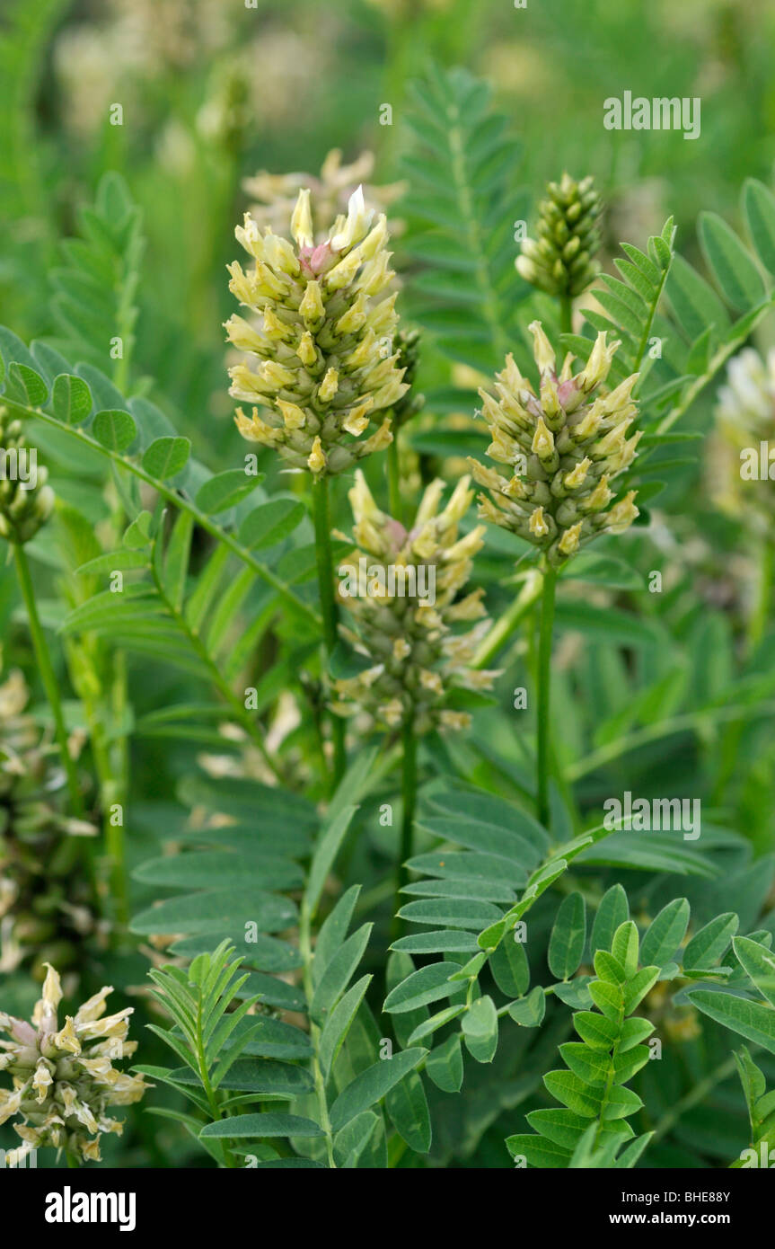 Cicer milkvetch (Astragalus cicer) Stock Photo