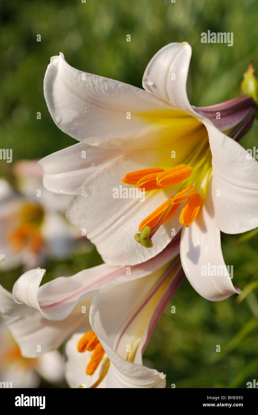 Regal lily (Lilium regale) Stock Photo