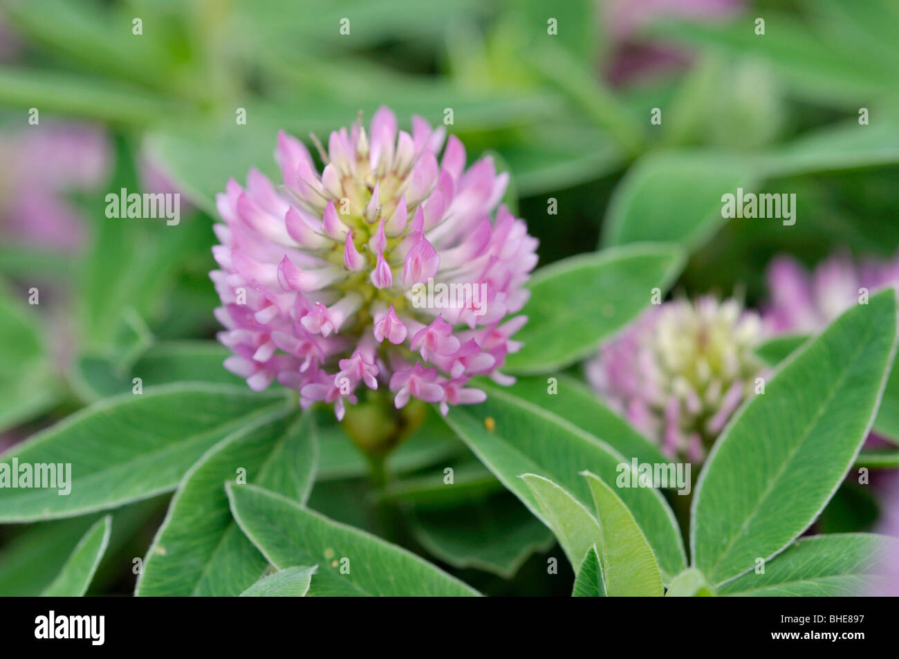 Alpine clover (Trifolium alpestre) Stock Photo