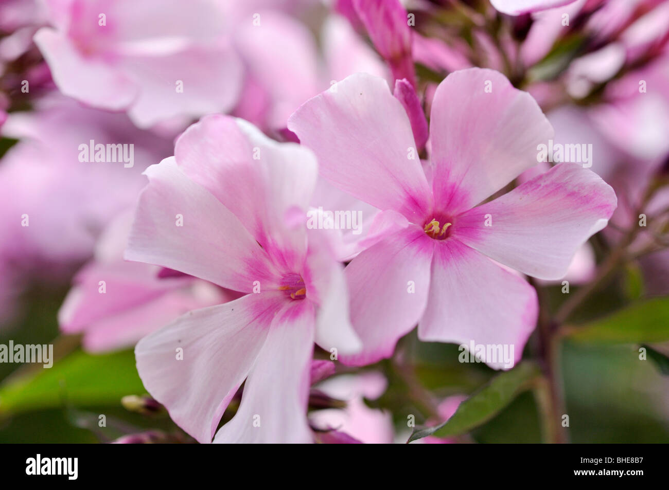 Garden phlox (Phlox paniculata 'Rosenlicht') Stock Photo