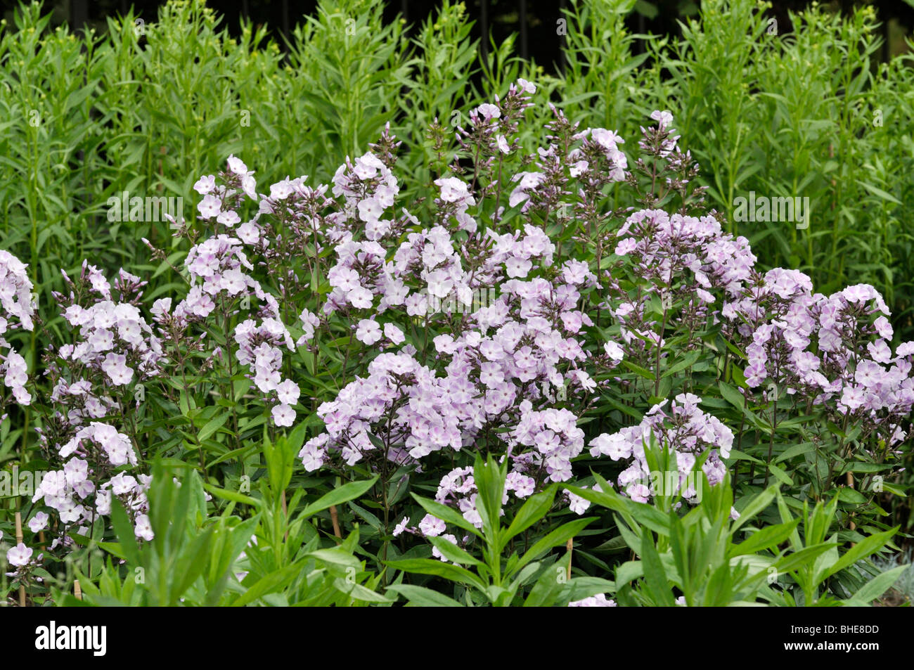 Garden phlox (Phlox paniculata 'Violetta Gloriosa') Stock Photo