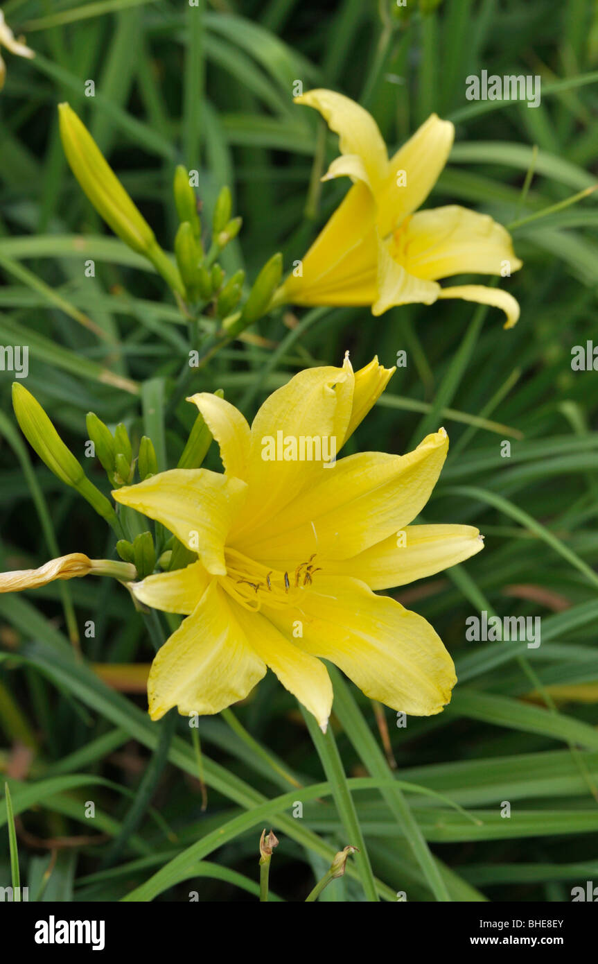Day lily (Hemerocallis Hyperion) Stock Photo