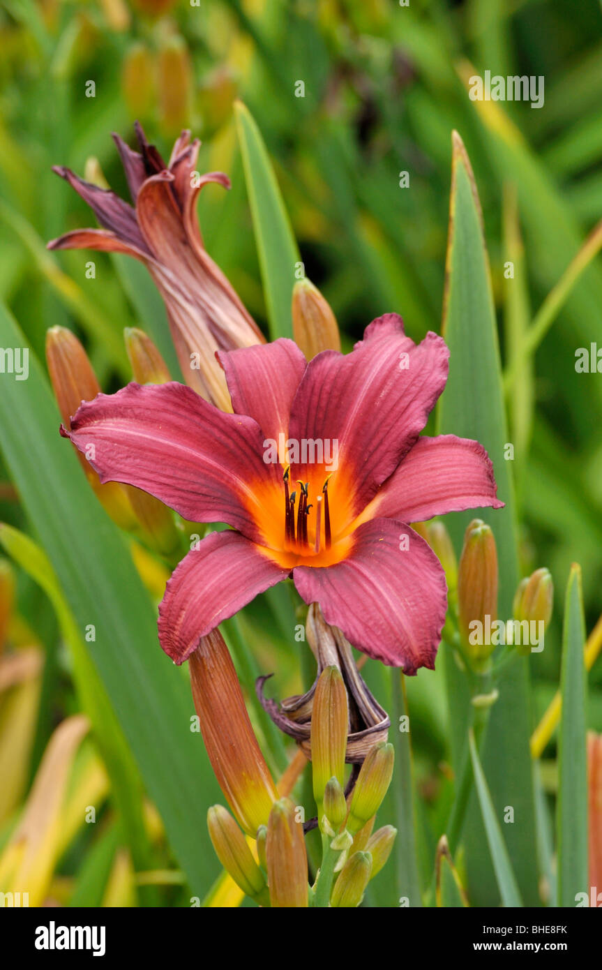 Day lily (Hemerocallis Prophet) Stock Photo