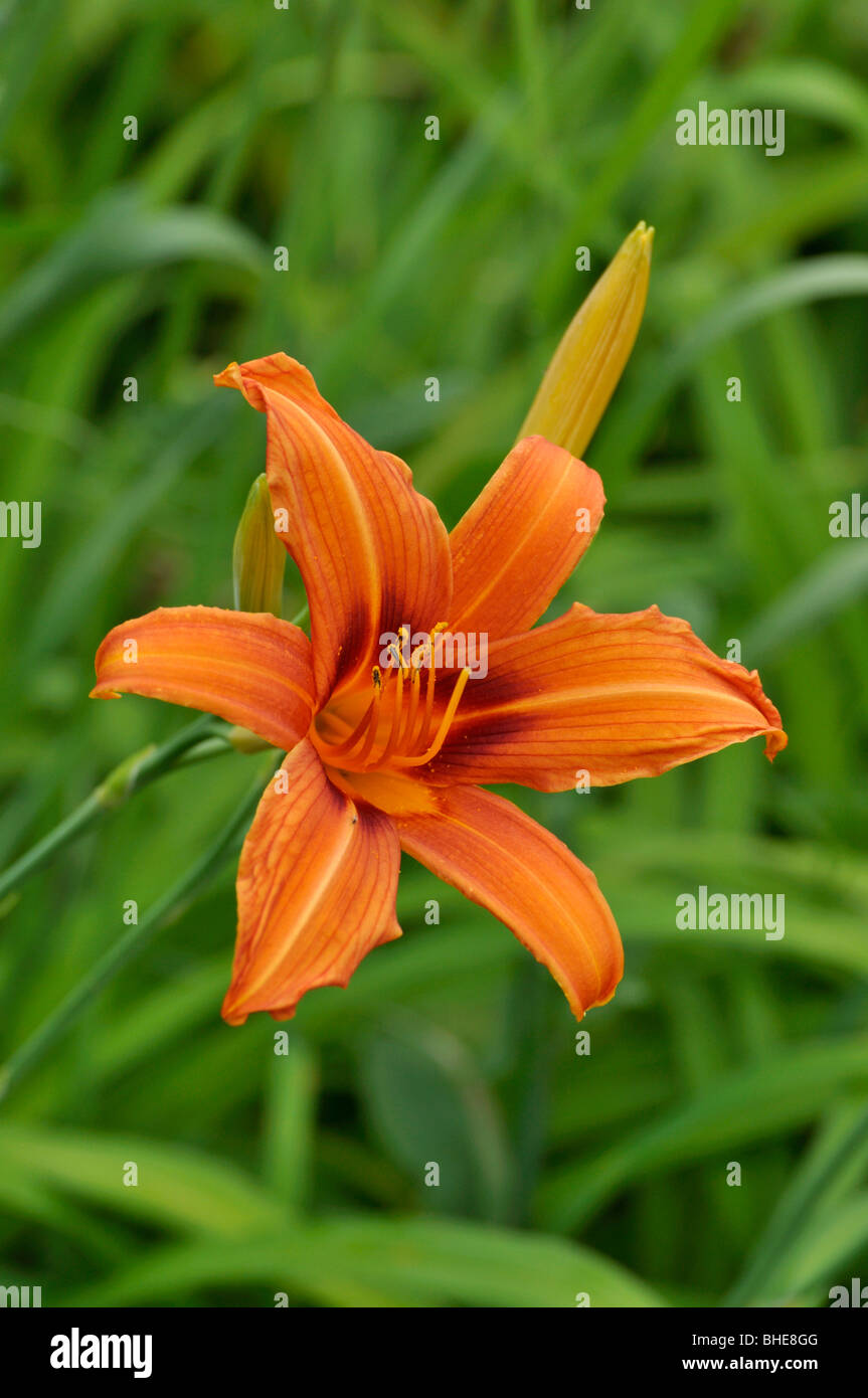 Day lily (Hemerocallis Raja) Stock Photo