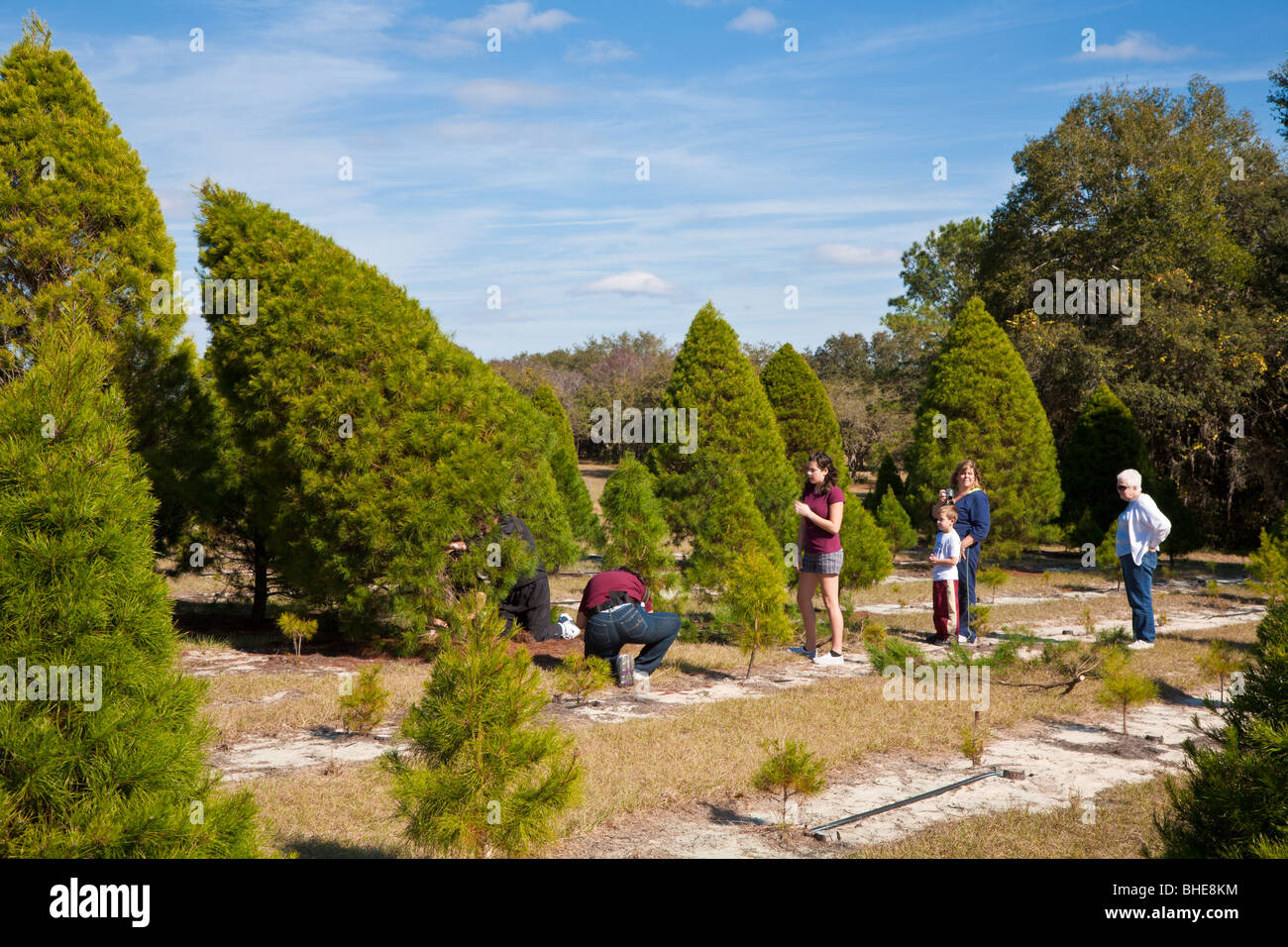 Live tree hires stock photography and images Alamy
