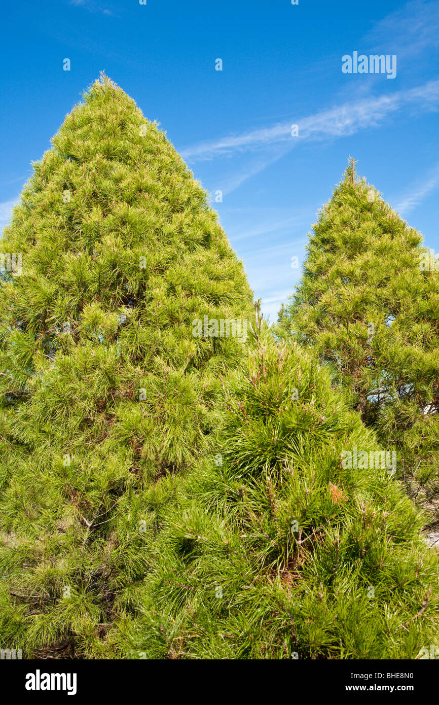 Live trees hires stock photography and images Alamy