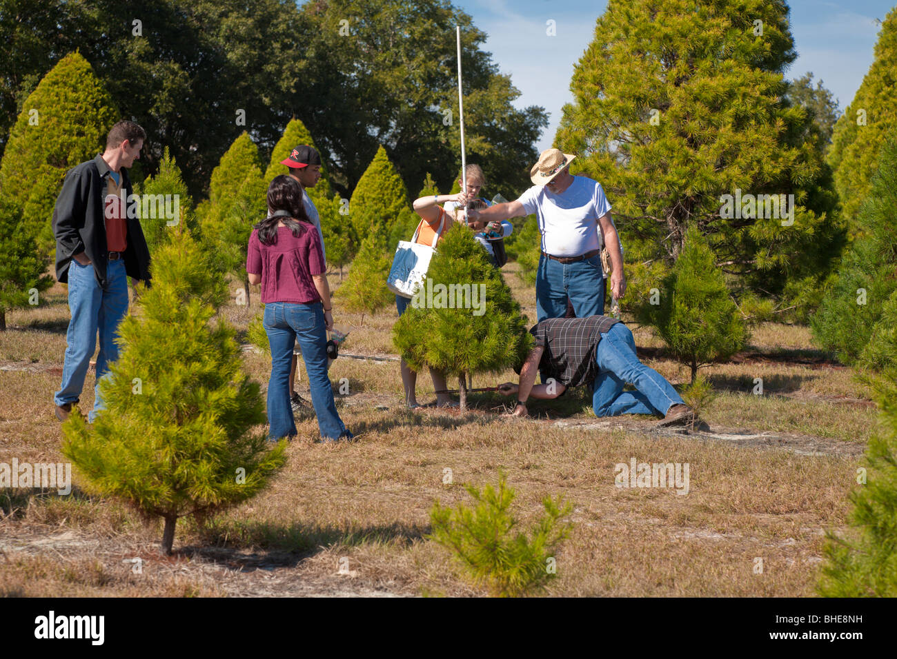Live tree hires stock photography and images Alamy
