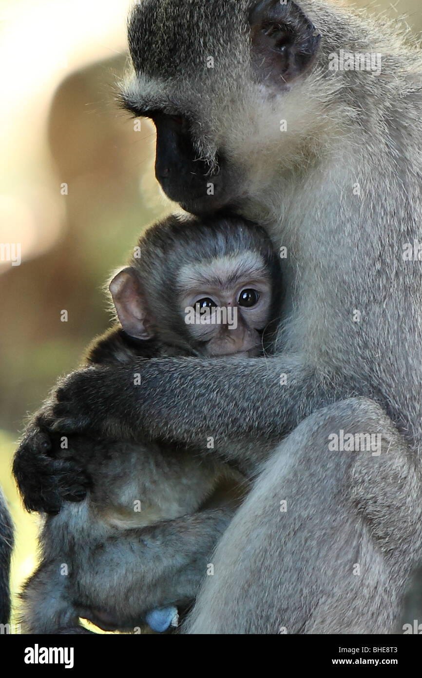A mother monkey hugs her baby and holds it in her arms for warmth Stock Photo