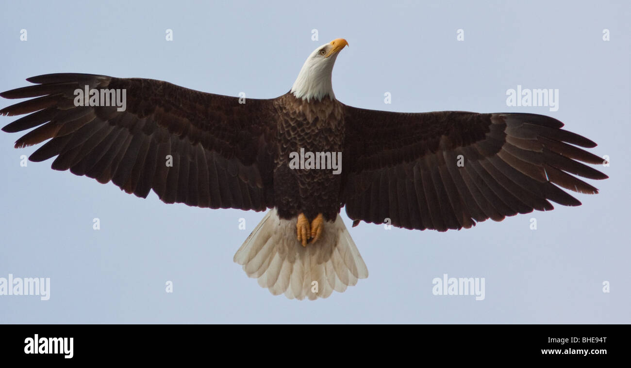 bald eagle soaring Stock Photo