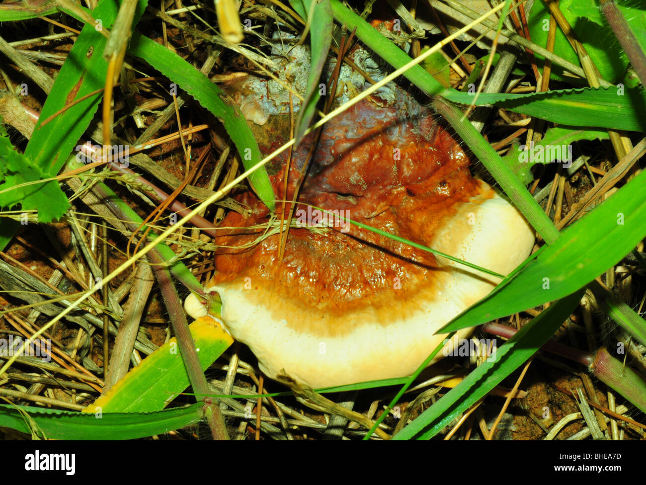 Ganoderma lucidum fungus Stock Photo