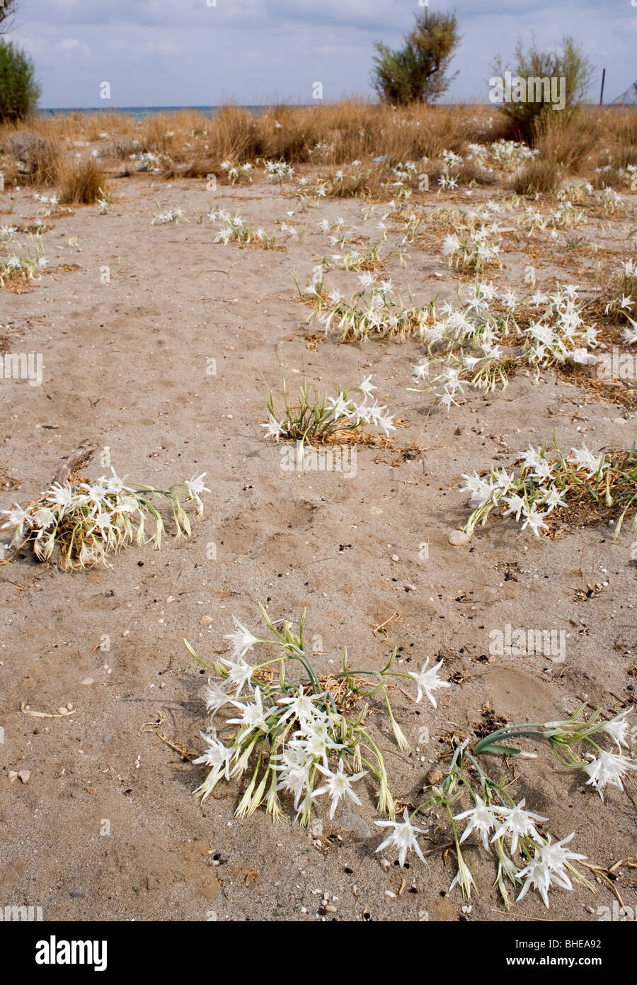 Spider lily Stock Photo