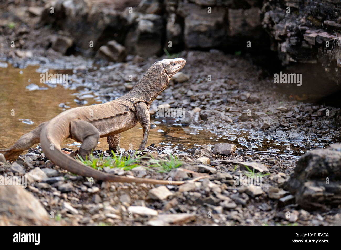 Bengal monitor (Varanus bengalensis) or Common Indian Monitor lizard in Ranthambore Stock Photo - Alamy Bengal monitor (Varanus bengalensis) or Common Indian Monitor lizard in Ranthambore Stock Photo - Alamy