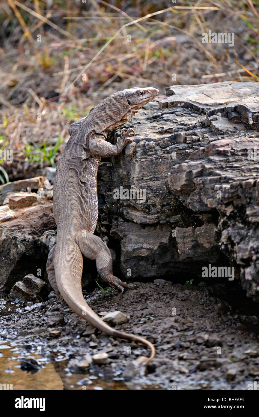 Bengal monitor (Varanus bengalensis) or Common Indian Monitor lizard in Ranthambore Stock Photo - Alamy Bengal monitor (Varanus bengalensis) or Common Indian Monitor lizard in Ranthambore Stock Photo - Alamy