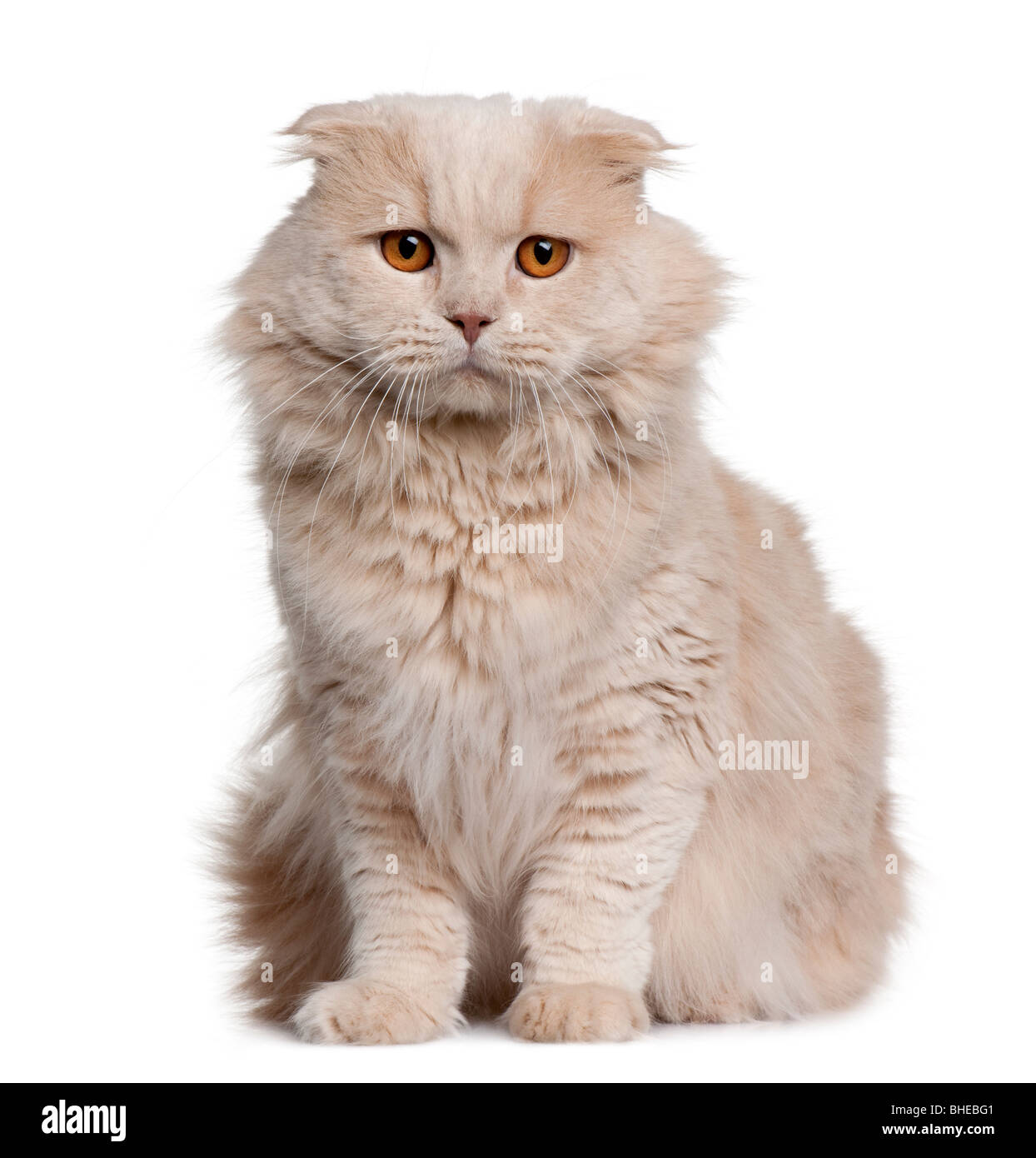 Highland Fold Cat Hi Res Stock Photography And Images Alamy