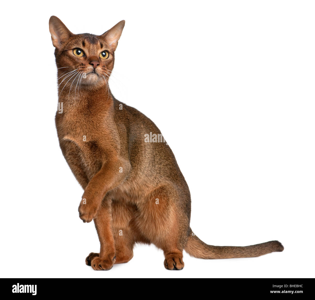 Abyssinian cat, 9 months old, in front of a white background Stock Photo