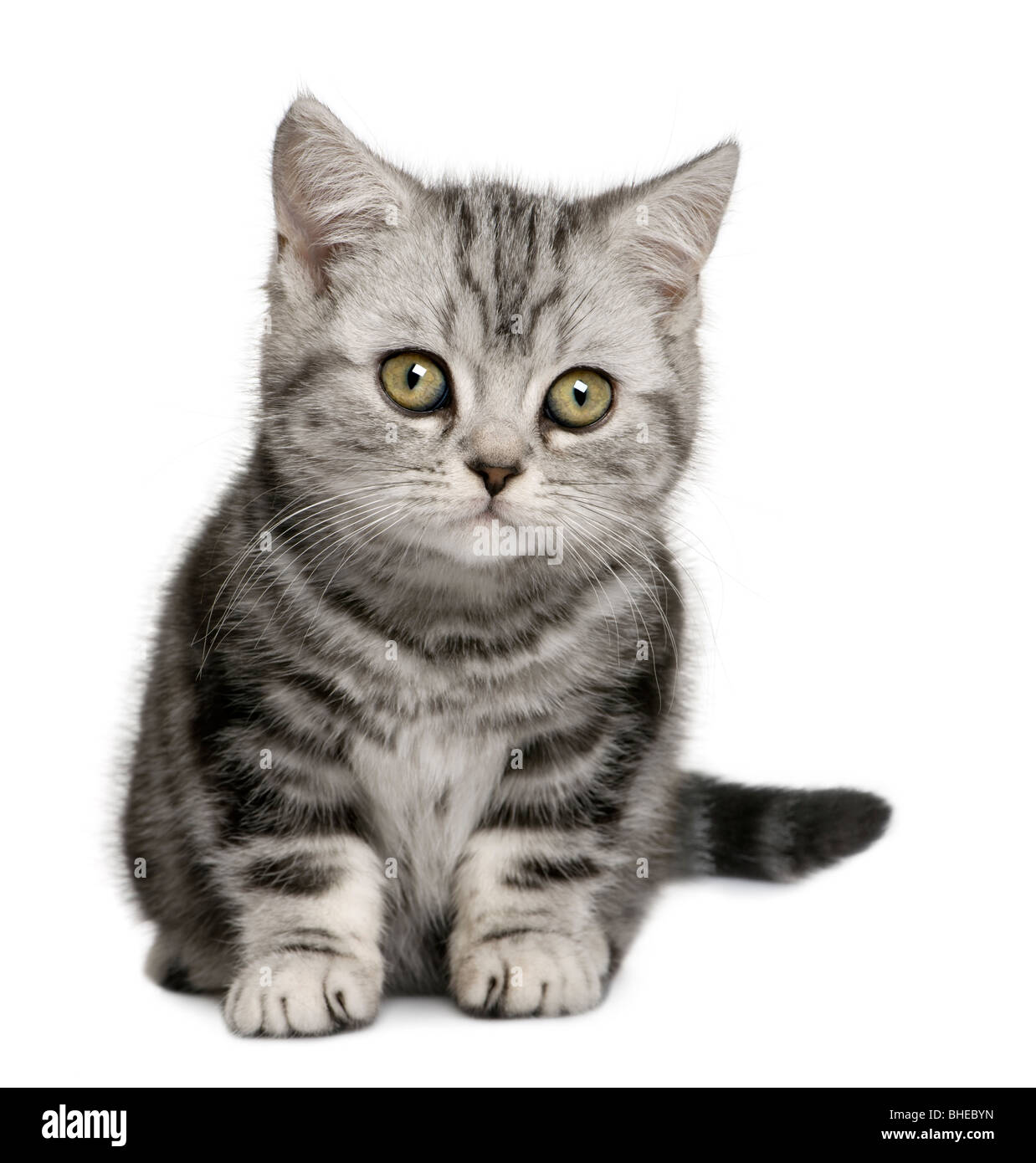 British Shorthair kitten, 10 months old, in front of a white background Stock Photo