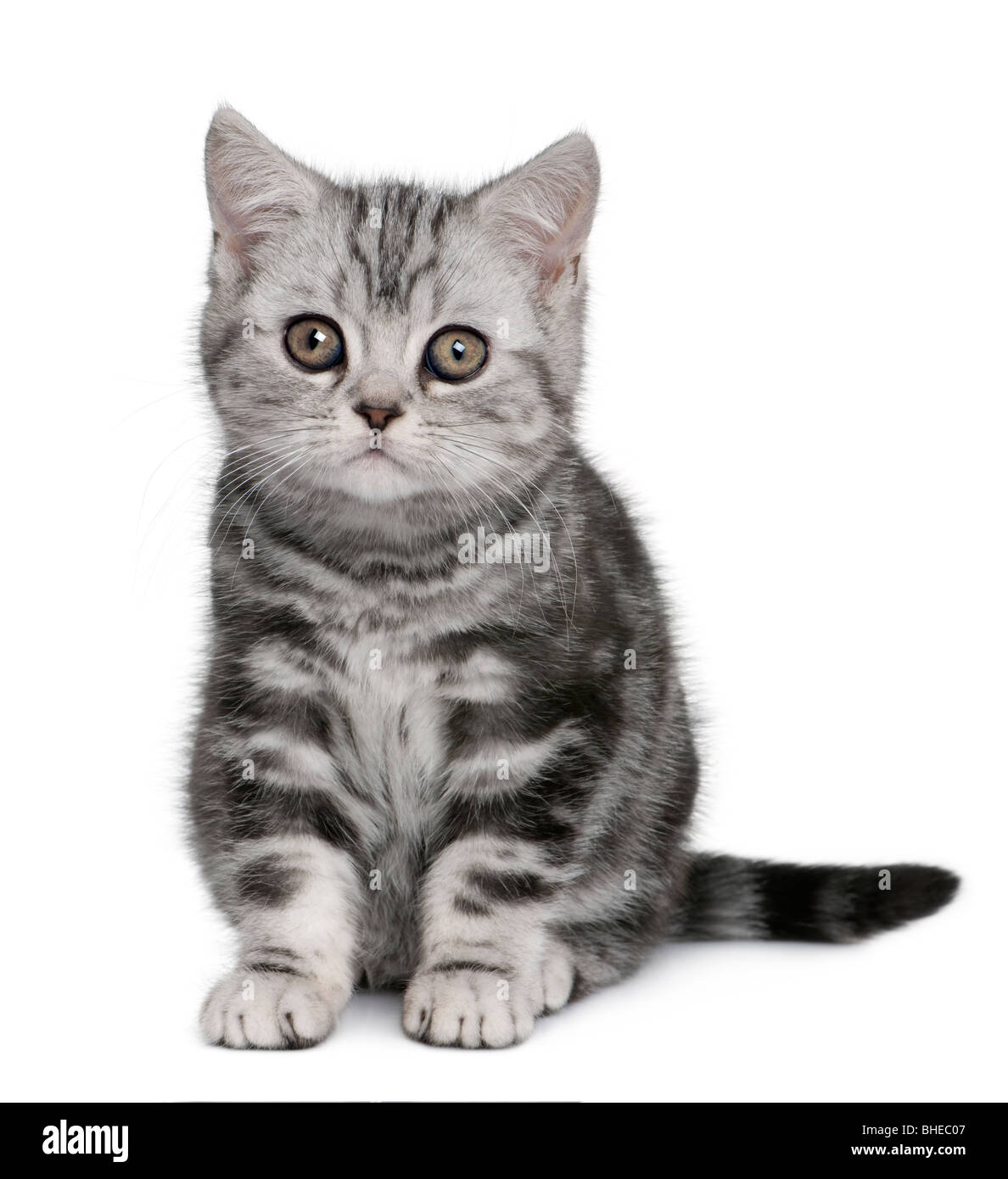 British Shorthair Kitten 10 Months Old In Front Of A White Stock