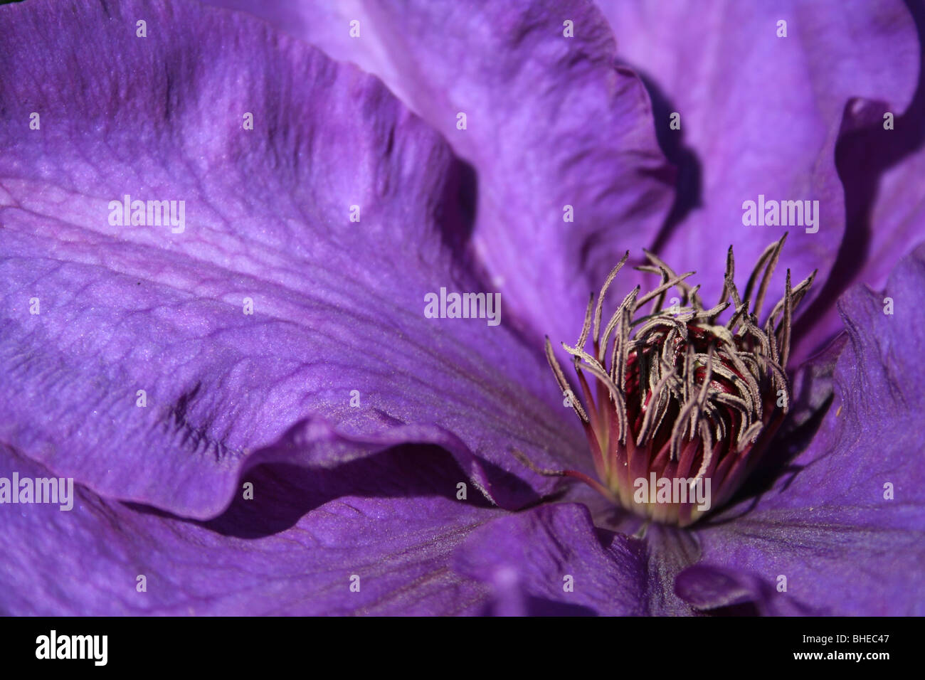Clematis ( The President ) Stock Photo