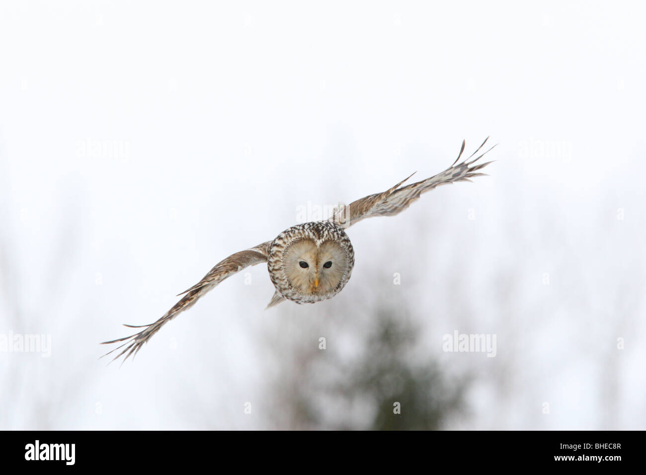 Wild Ural Owl (Strix uralensis) hunting. Stock Photo
