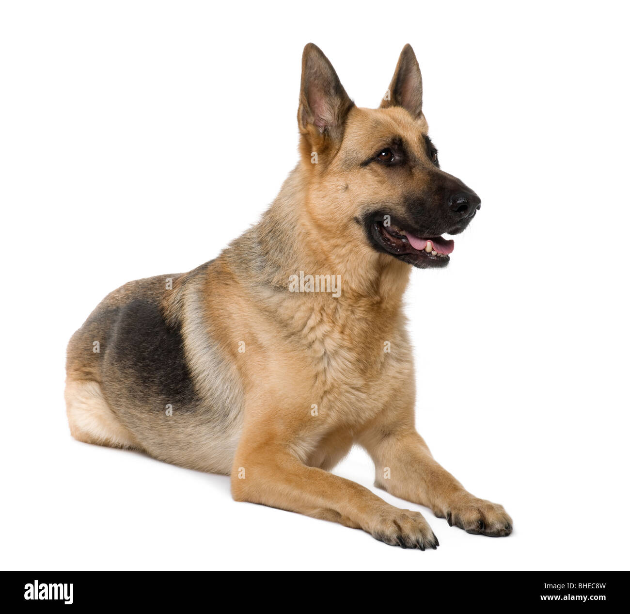 German Shepherd, 9 years old, sitting in front of white background Stock Photo