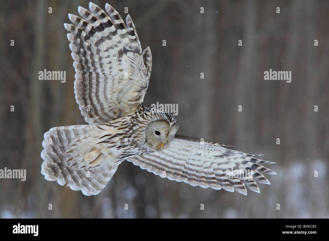 Wild Ural Owl (Strix uralensis) hunting. Stock Photo