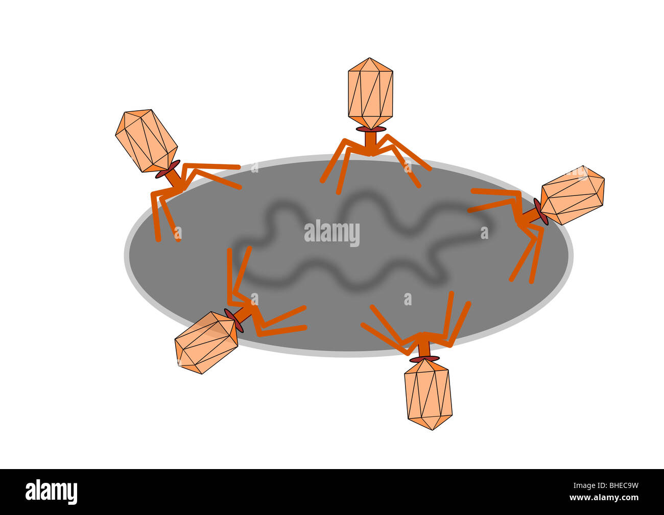 Bacteriophages attacking bacteria cell Stock Photo