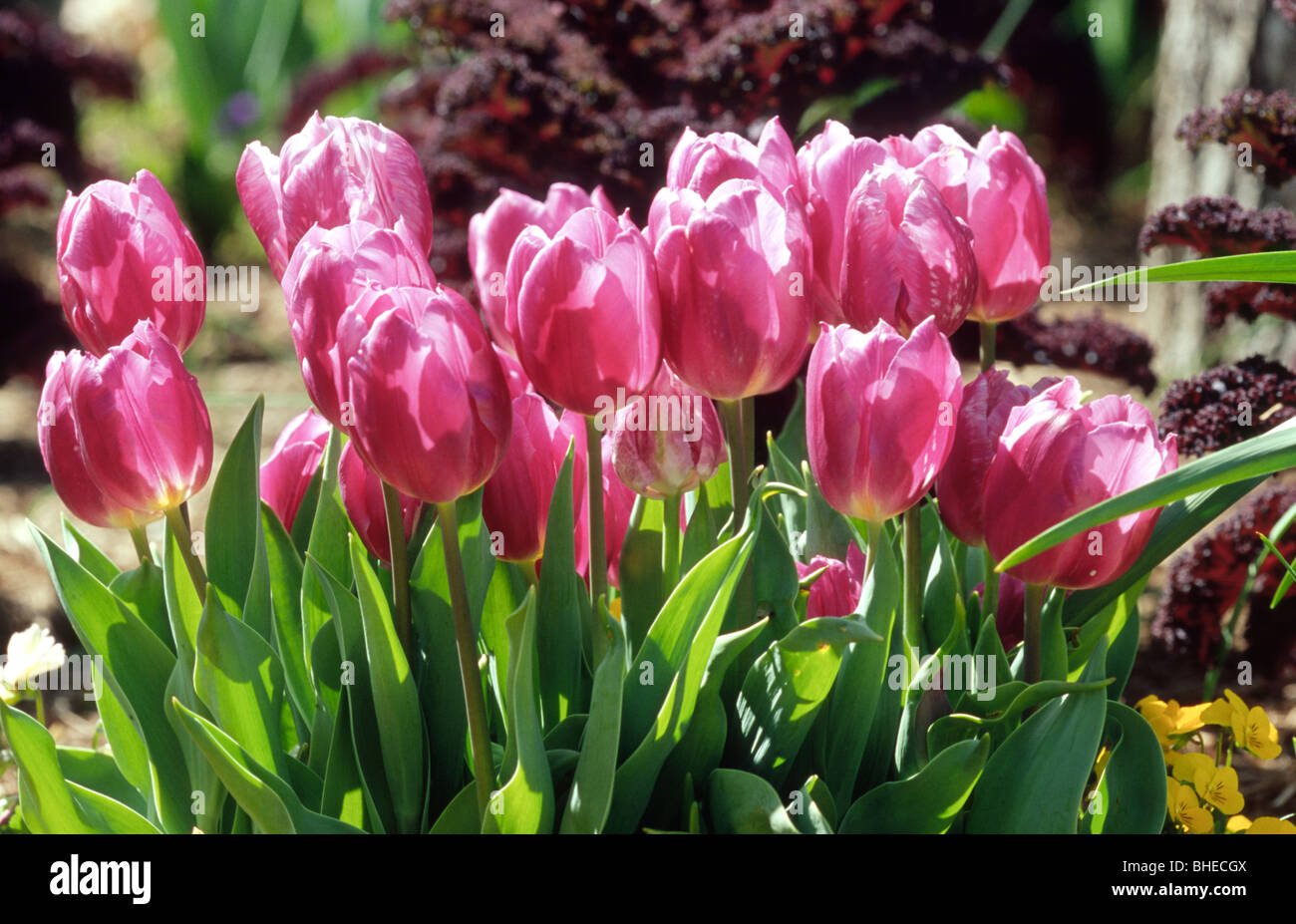 Pink tulips at the Dallas Arboretum in Dallas Texas USA Stock Photo Alamy