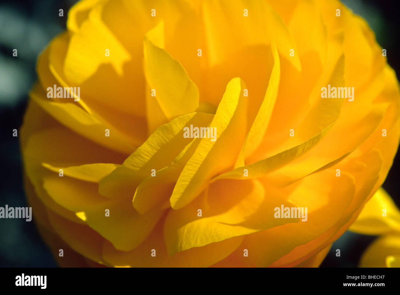 Yellow rose bloom at the Dallas Arboretum in Dallas Texas USA Stock