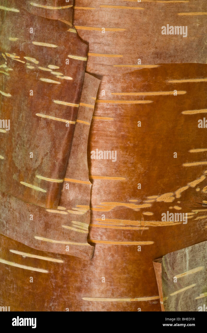 Himalayan Birch (Betula utilis) close-up of bark Perthshire - Big Tree Country Scotland UK Europe September Stock Photo
