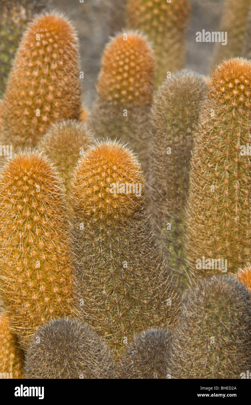Lava Cactus (Brachycereus nesioticus) yellow-green young stems, Punta Espinosa, Fernandina Island, Galapagos Stock Photo