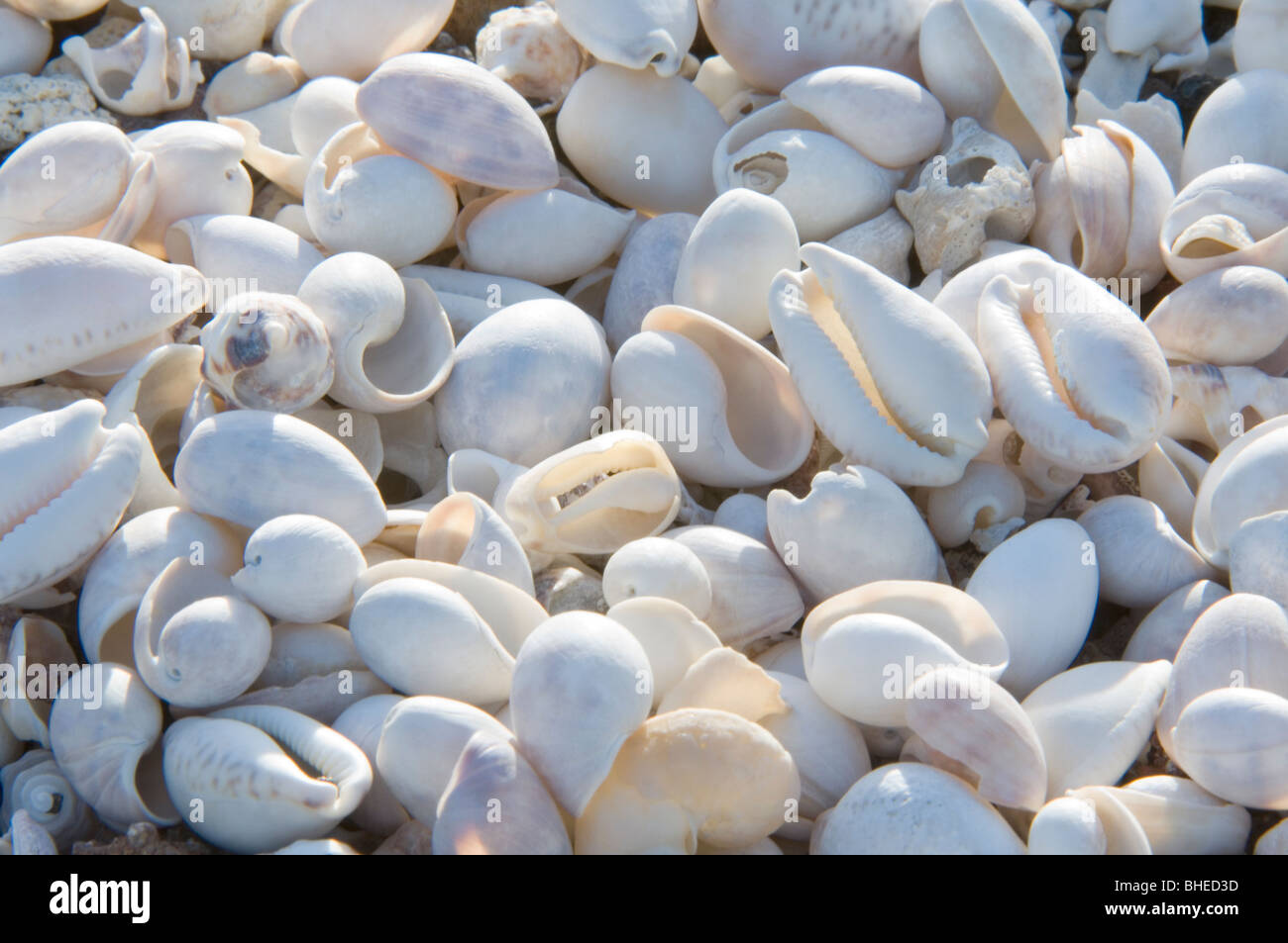 Empty shells on beach, numerous different species, Punta Tortuga Negra, Isabela Island, Galapagos Stock Photo