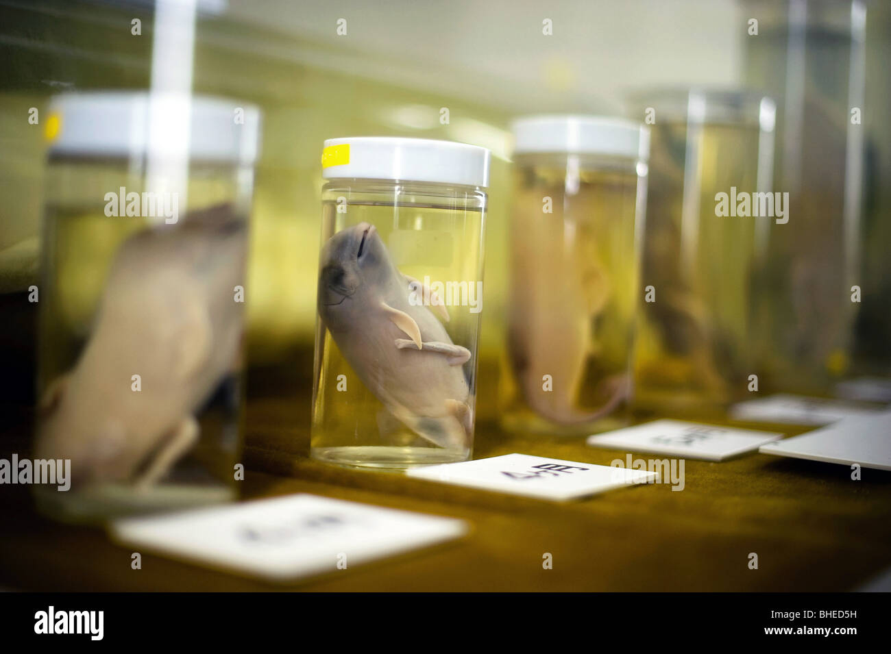 Preserved specimen of dolphin at various stages of early development are displayed at the whaling museum in Taiji, Japan Stock Photo