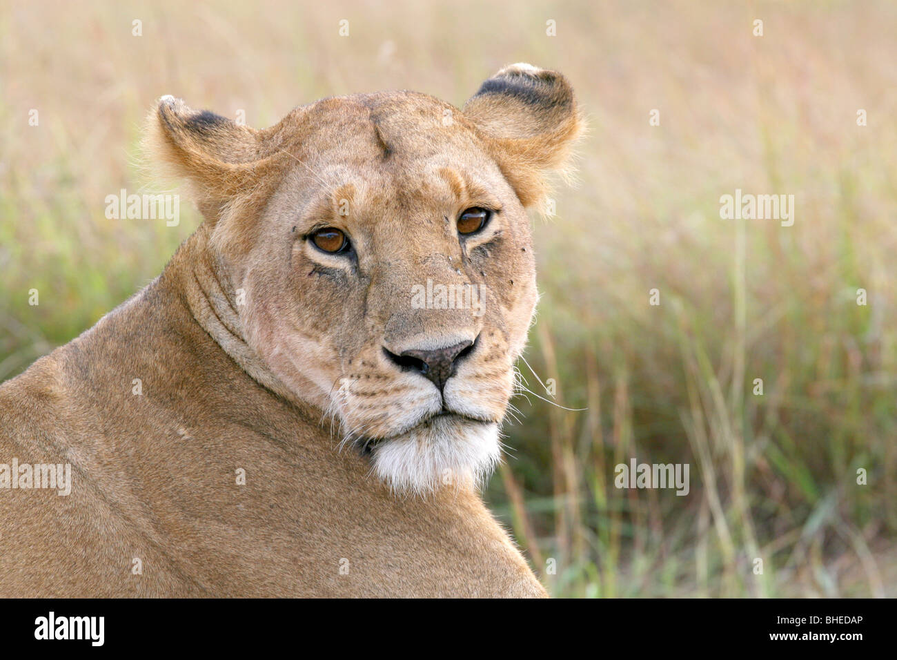 Female lion (panthera leo) in the Masai Mara National Reserve, Kenya. Stock Photo